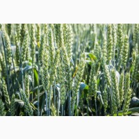 Посівний матеріал озимої пшениці Сталева Еліта