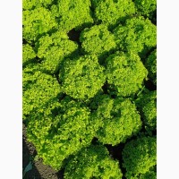 Продам зелений салат