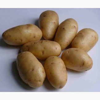 Купимо картоплю насипом оптом від 20 тон