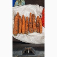 ФГ продає Моркву 1гат, сорт Олімпо, нанський тип