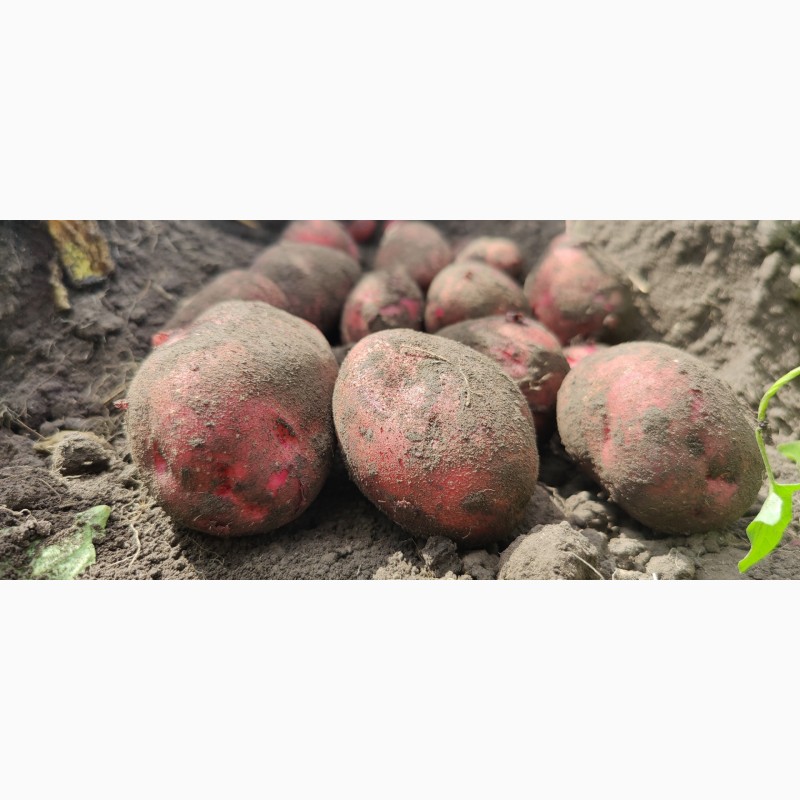 Фото 3. Насіннєва картопля сорту ТОРНАДО 1 репродукція