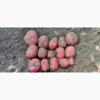 Насіннєва картопля сорту ТОРНАДО 1 репродукція