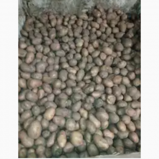 Продам картоплю насіневу