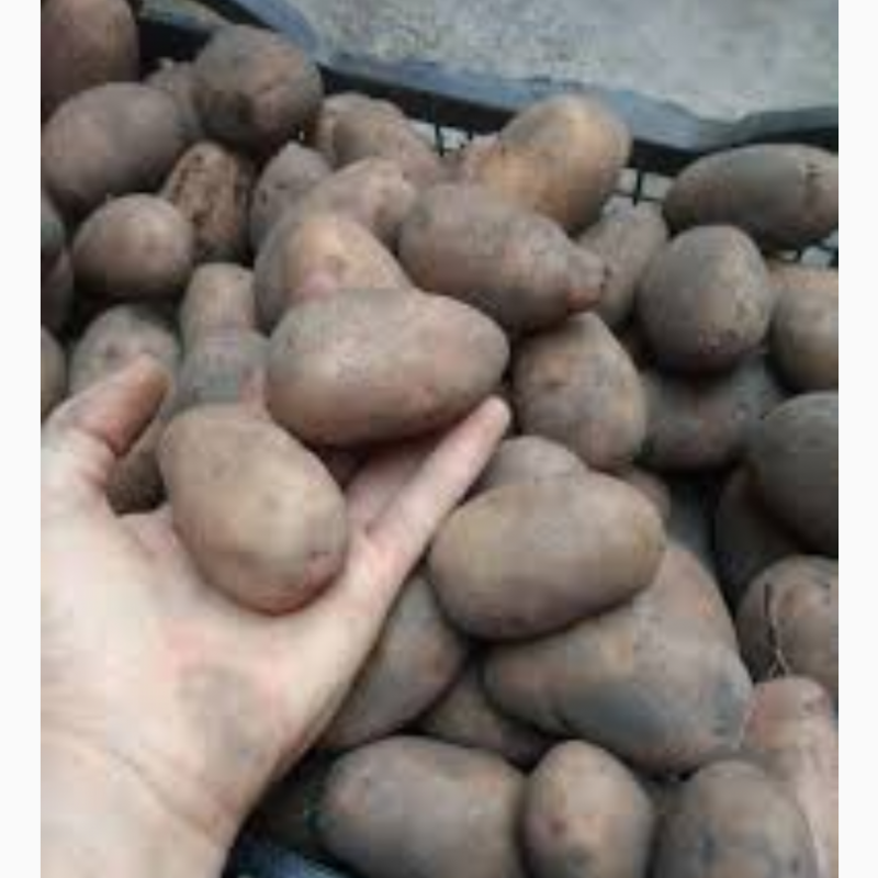 Фото 5. Продам картоплю насіневу