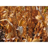 Украинский посевной гибрид кукурузы Оржица-267 (продам)