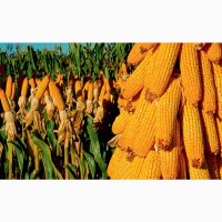 Продам кукурудзу 500 тонн, Черкаська область