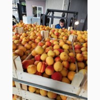 Продам молдавские абрикосы
