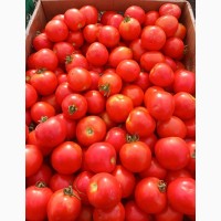 Продам полевой помидор 20 грн