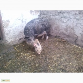 Продам свиней породи венгерский мангал