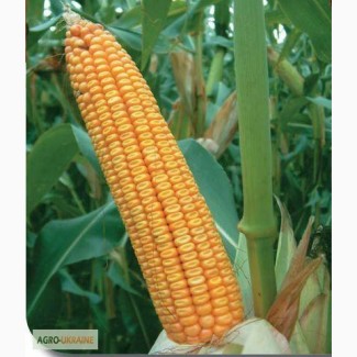 Пропонуємо насіння кукурудзи гран 6