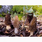 Рассада (мицелий грибов) Сморчок высокий для выращивания грибов в огороде, саду