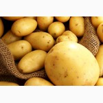Продам молодой картофель(Ривьера)