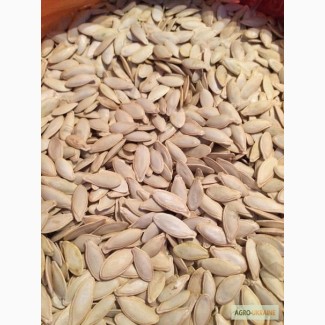 Продам некаліброване посадкове гарбузове насіння сорт Болгарка (Дамський ніготь) 25 кг
