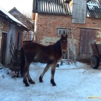 Продається лошиця