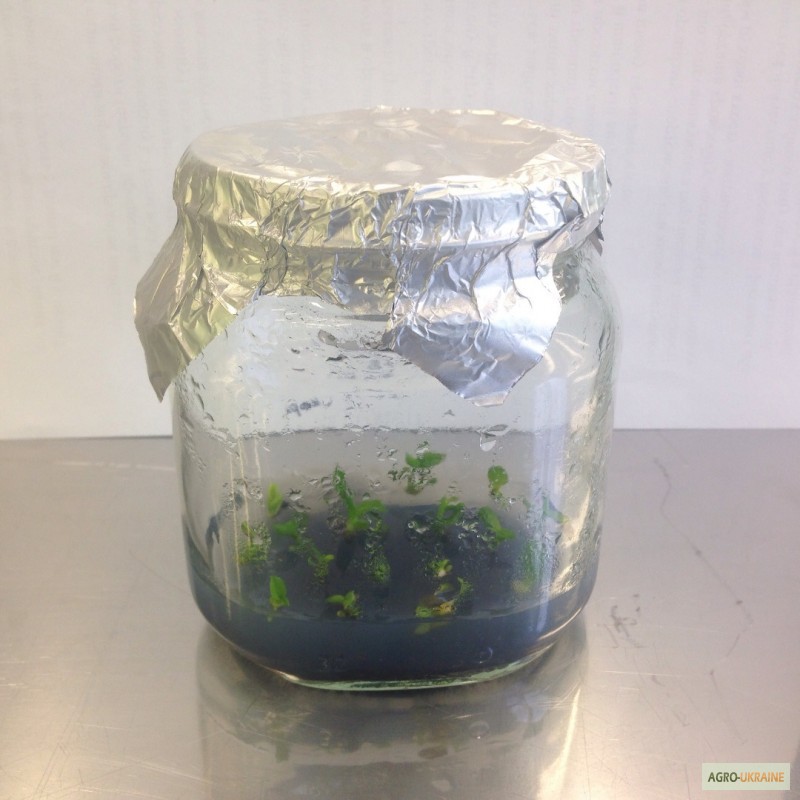 Фото 2. Микроклонирование растений, посадочный материал in vitro