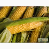 Продам семена кукурузы Любава 279МВ, ФАО-270