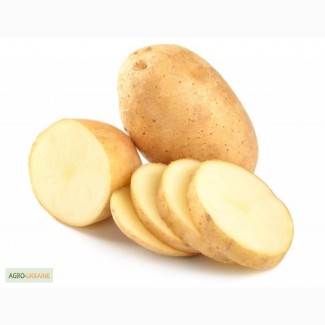 Куплю картофель в Киевской области от 10 тонн. Самовывоз. Обращайтесь