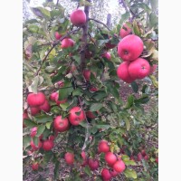 Продам яблуко з саду Сорт: Чемпіон Рено