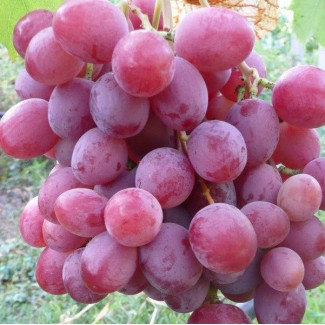 Cаженцы винограда сорт Анюта