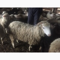 Продам оптом молодых баранов овец