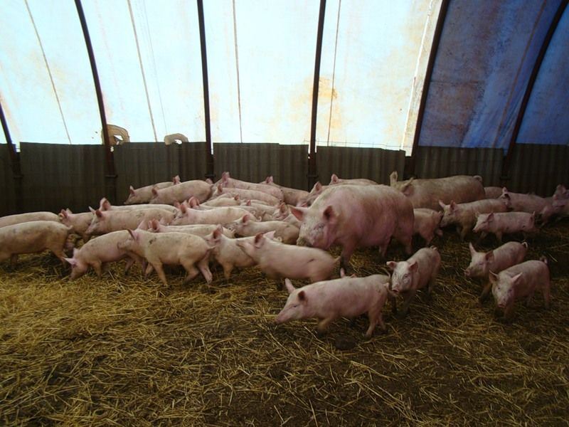 Фото 2. Продаю свиней 3-х породный гибрид