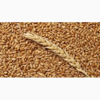 Куплю пшениці некондиція закупівля у великих про обсягах по всій території України ДОРОГО