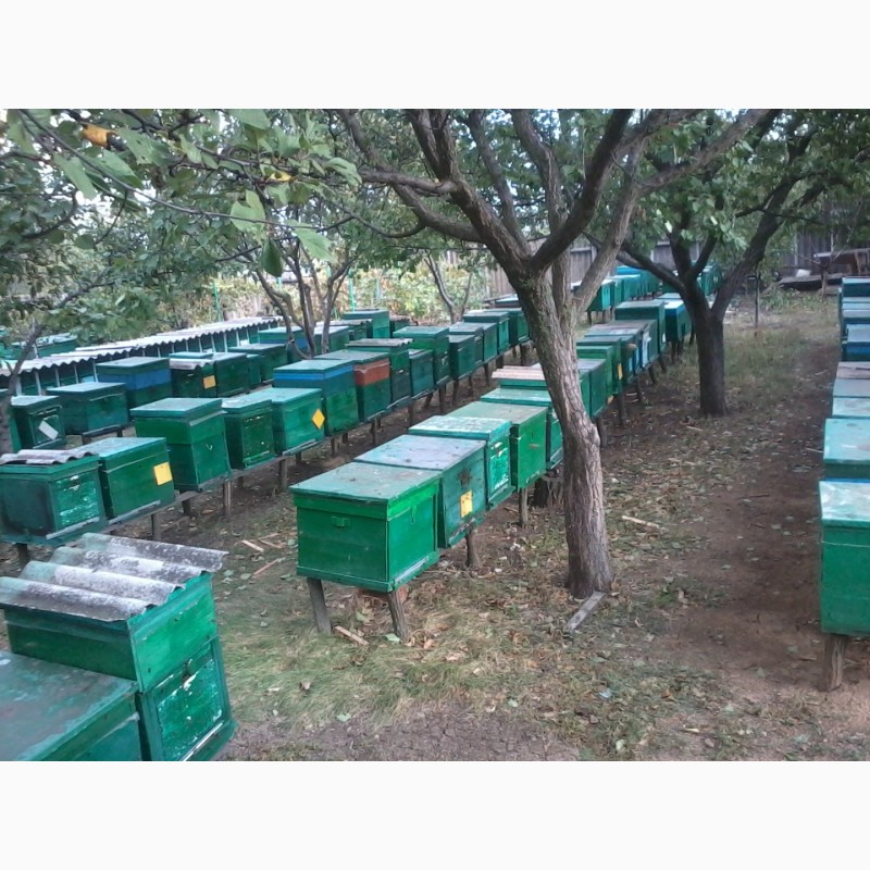 Фото 2. Пчелопакеты пчелосемьи