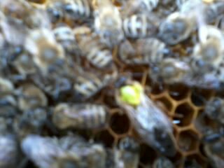 Фото 7. Пчелопакеты пчелосемьи