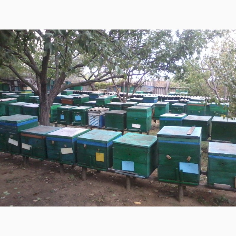 Фото 5. Пчелопакеты пчелосемьи