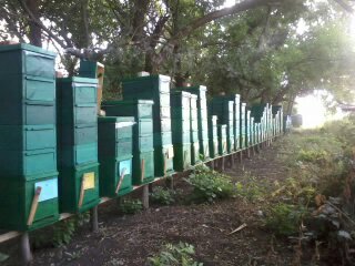 Фото 3. Пчелопакеты пчелосемьи