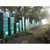 Пчелопакеты пчелосемьи