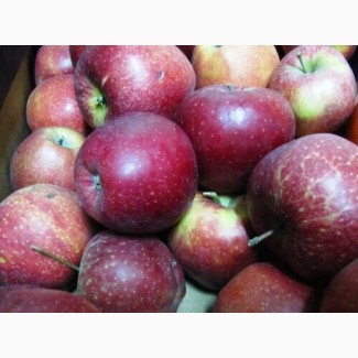 Яблоко разных сортов, Экспортное качество по супер цене