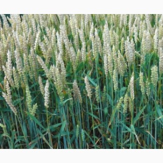 Пшеница озимая Акратос 1 репродукция