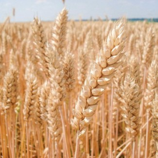 Озимая пшеница, сорт Мидас, австрийская селекция, первая репродукция