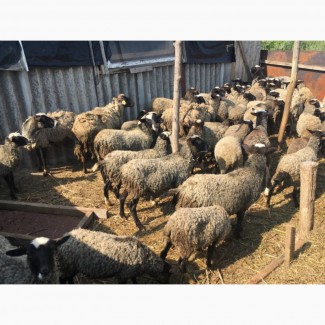 Продам мини стадо овец рлмановская порода 65 голов