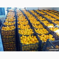 Продажа свежих мандарин оптом и в розницу