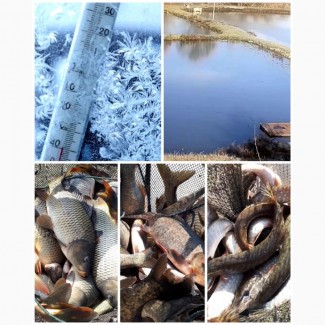 Риба товарна: Товстолоб, Короп