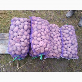 Куплю картоплю в Рівненській та Волинській області