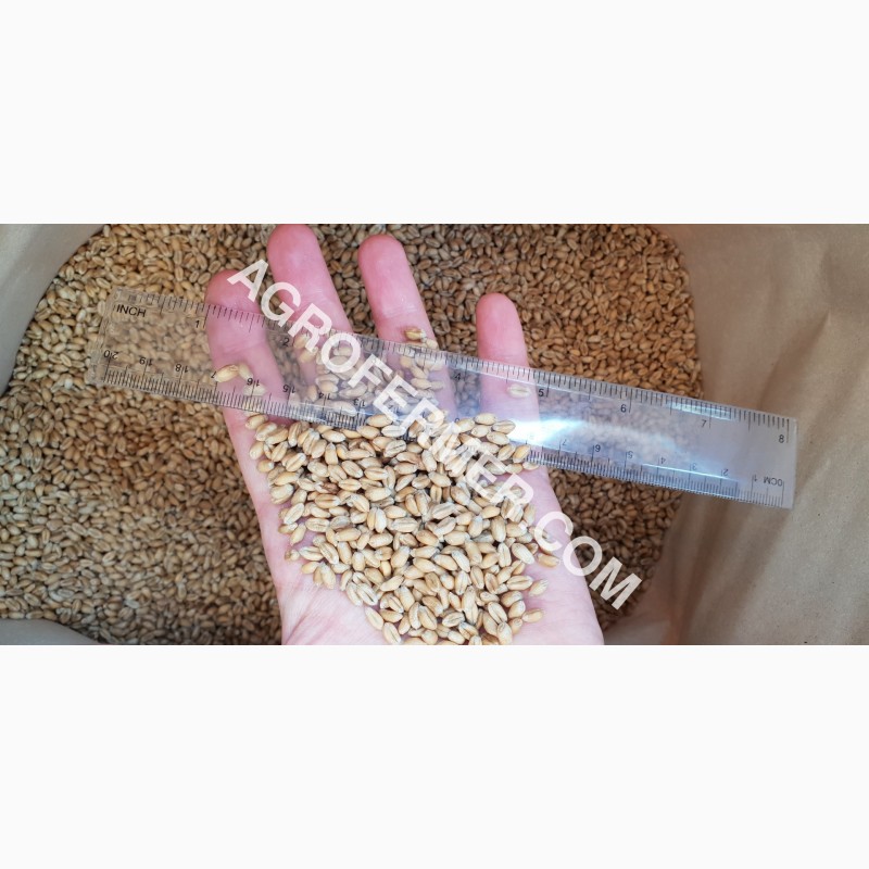 Фото 7. Семена пшеницы сорт FOX мягкий Канадский трансгенный сорт двуручки (элита)