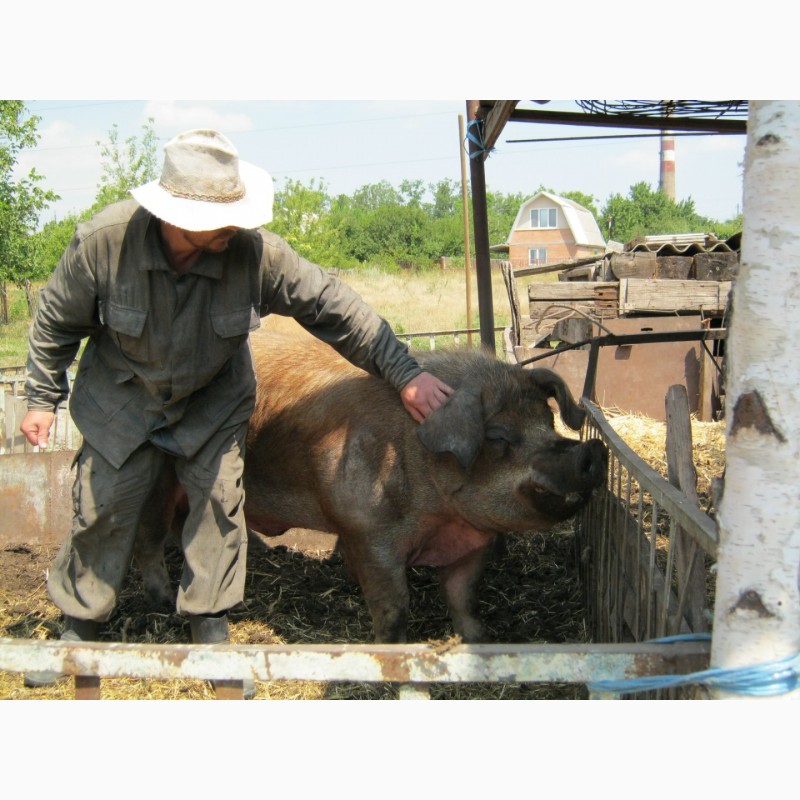 Фото 2. Свиноматки мангал покрыты дюроком