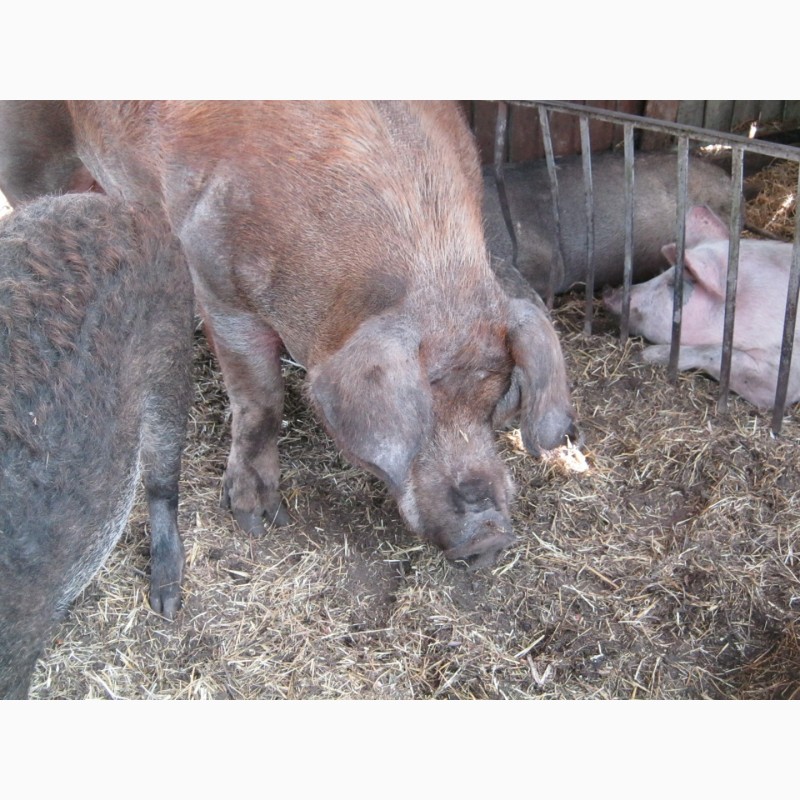 Фото 3. Свиноматки мангал покрыты дюроком
