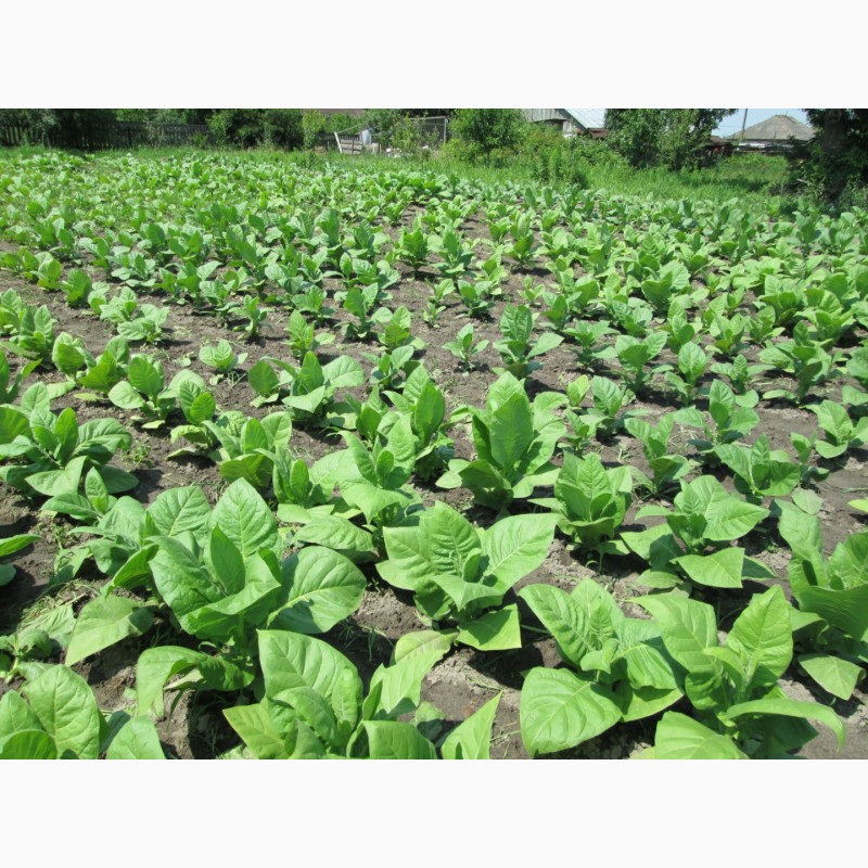 Фото 4. Табак Тернопольский-14 семена и лапша 1мм, есть больше 25 сортов