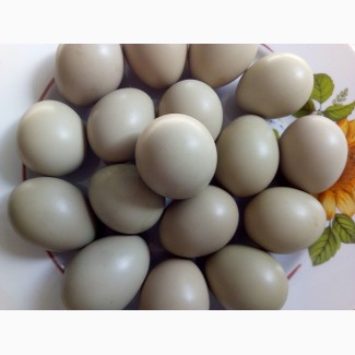 Инкубационные яйца фазанов охотничьих пород