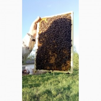 Бджолопакети карпатка450шт