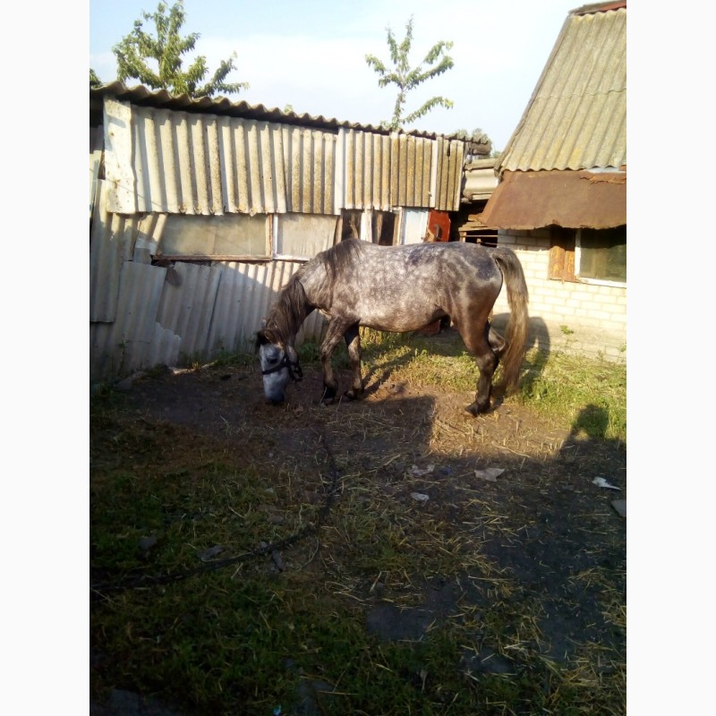 Фото 2. Продам лошадь полукровку (+воз алюминевый цена 10000грн)
