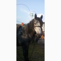 Продам лошадь полукровку (+воз алюминевый цена 10000грн)