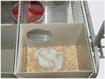Фото 3. Клетка маточная откормочная двухъярусная, КМО2
