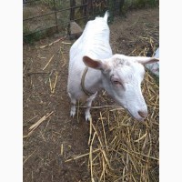 Продам козу зааненської породи