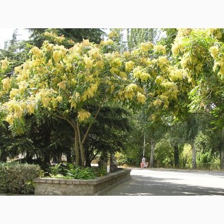 Семена Айлант высочайший (Ailanthus altissima) 25шт - 10грн