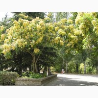 Семена Айлант высочайший (Ailanthus altissima) 25шт - 10грн